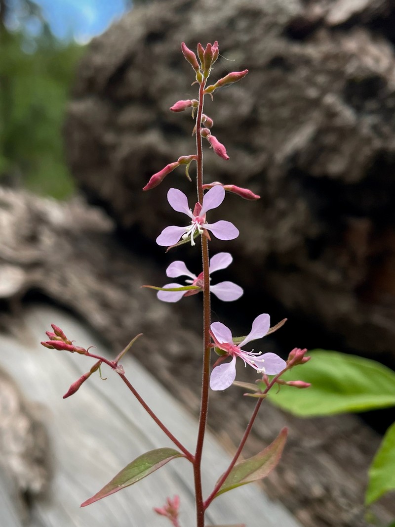 Mountain Clarkia