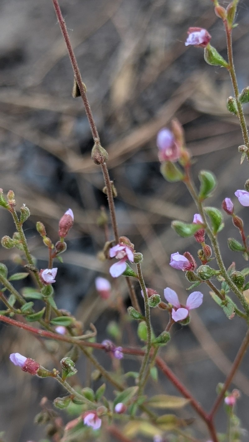 Mountain Clarkia photo 2