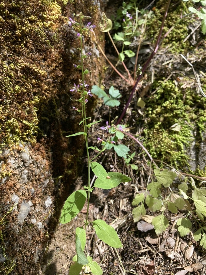 Mountain Clarkia photo 3