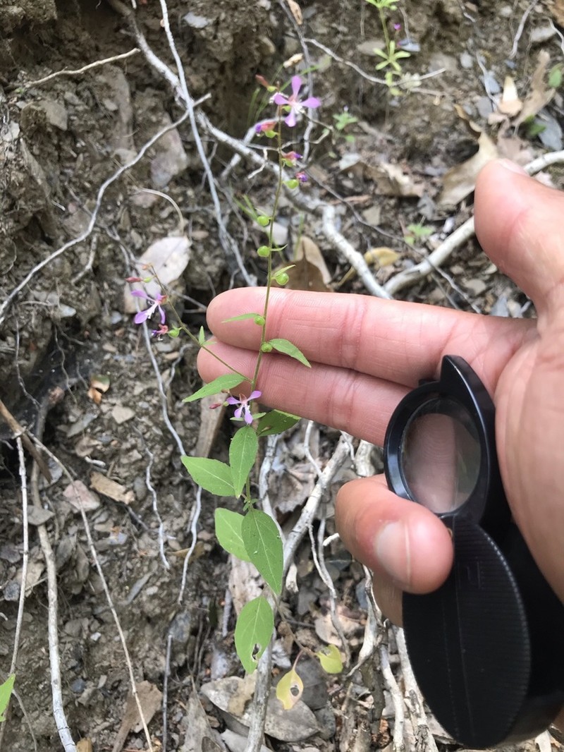 Mountain Clarkia photo 4