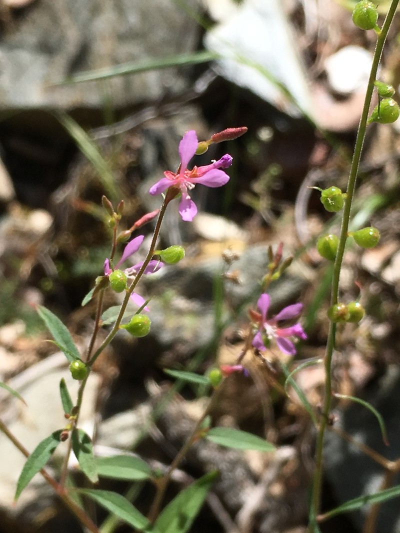 Mountain Clarkia photo 5