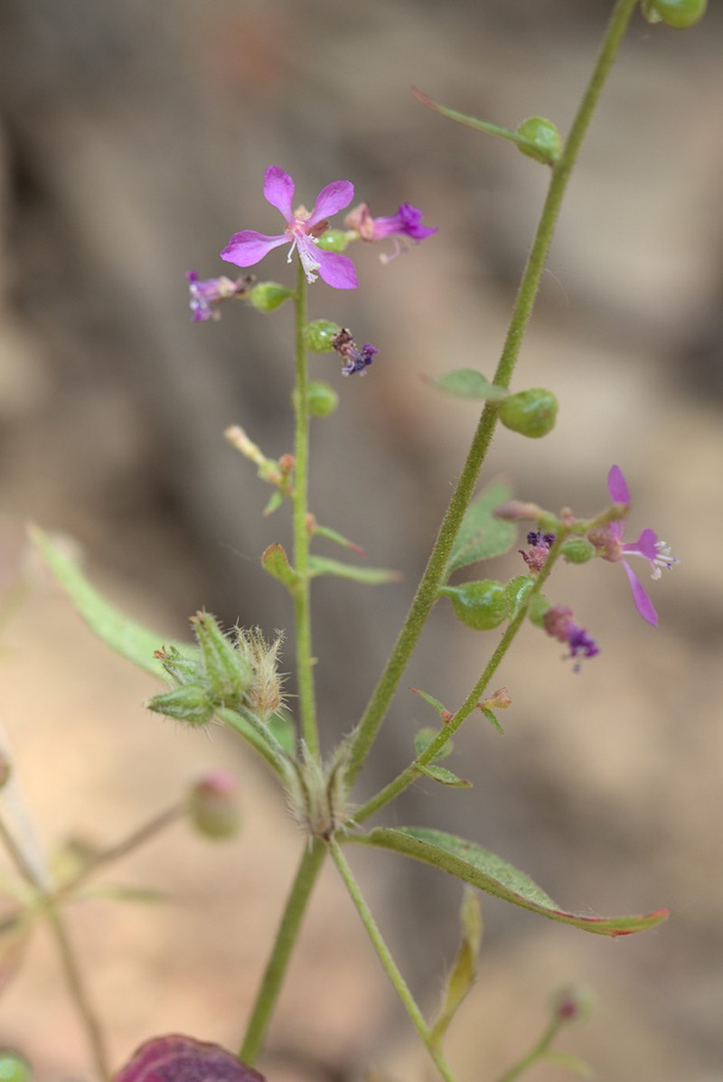 Mountain Clarkia photo 6