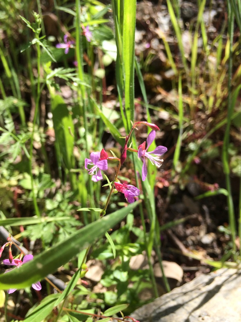 Mountain Clarkia photo 7
