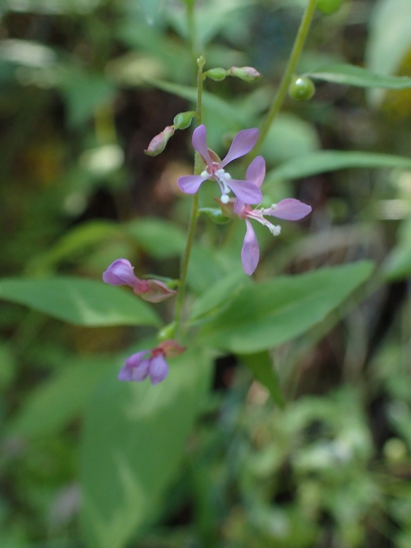 Mountain Clarkia photo 8