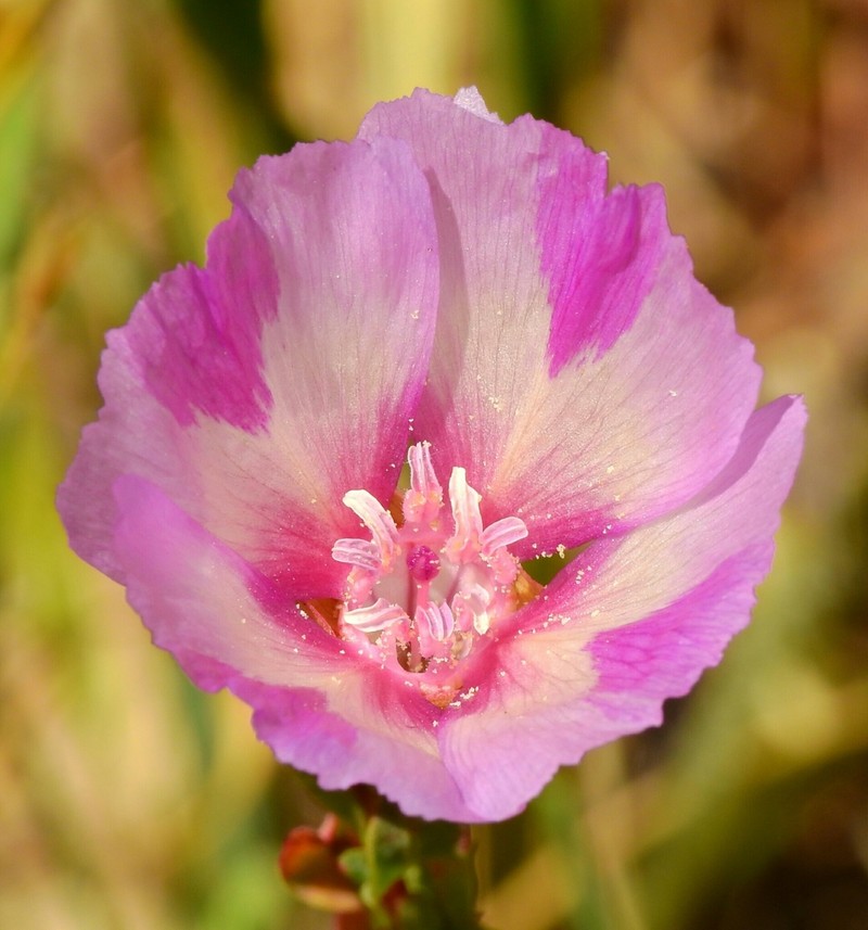 Vine Hill Clarkia