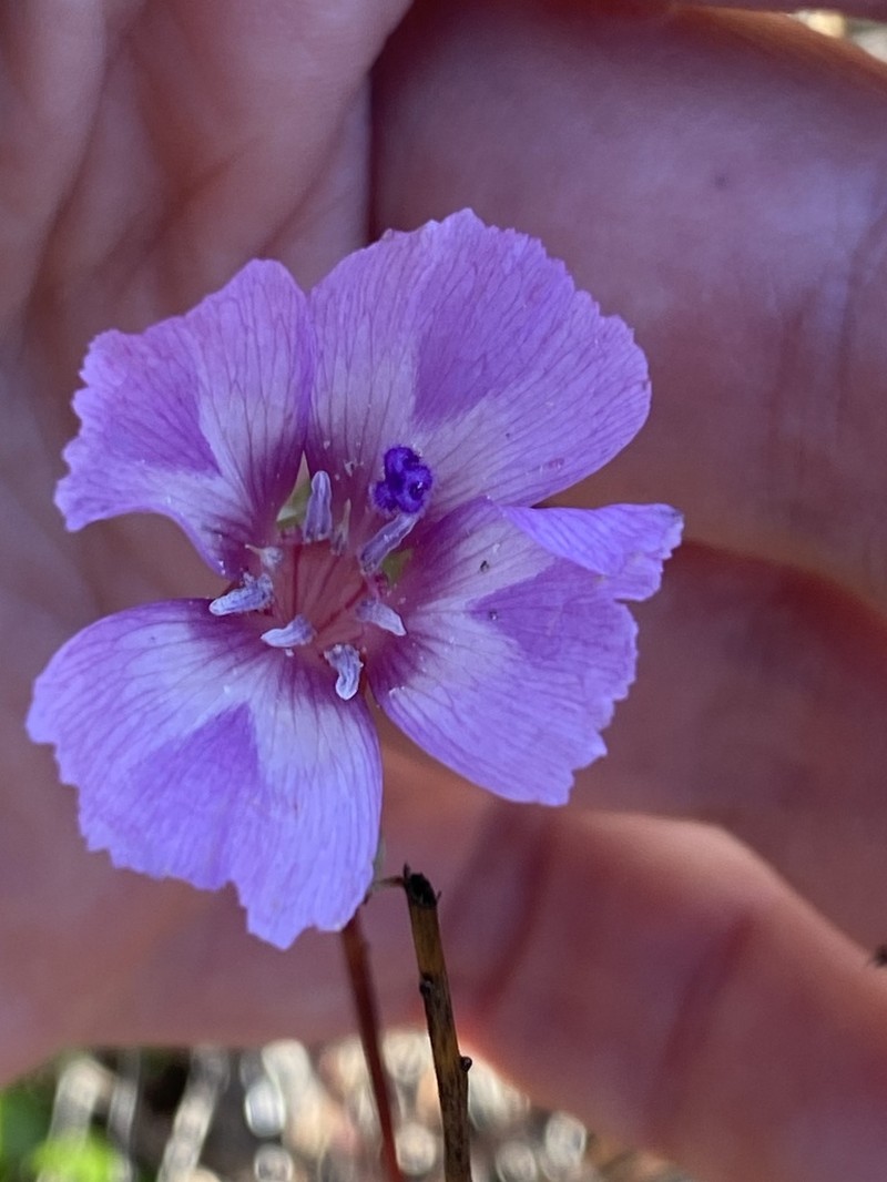 Vine Hill Clarkia photo 2