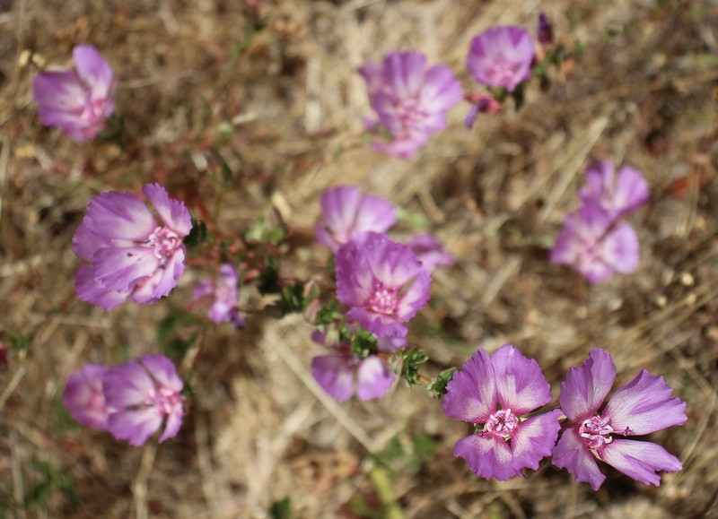 Vine Hill Clarkia photo 3