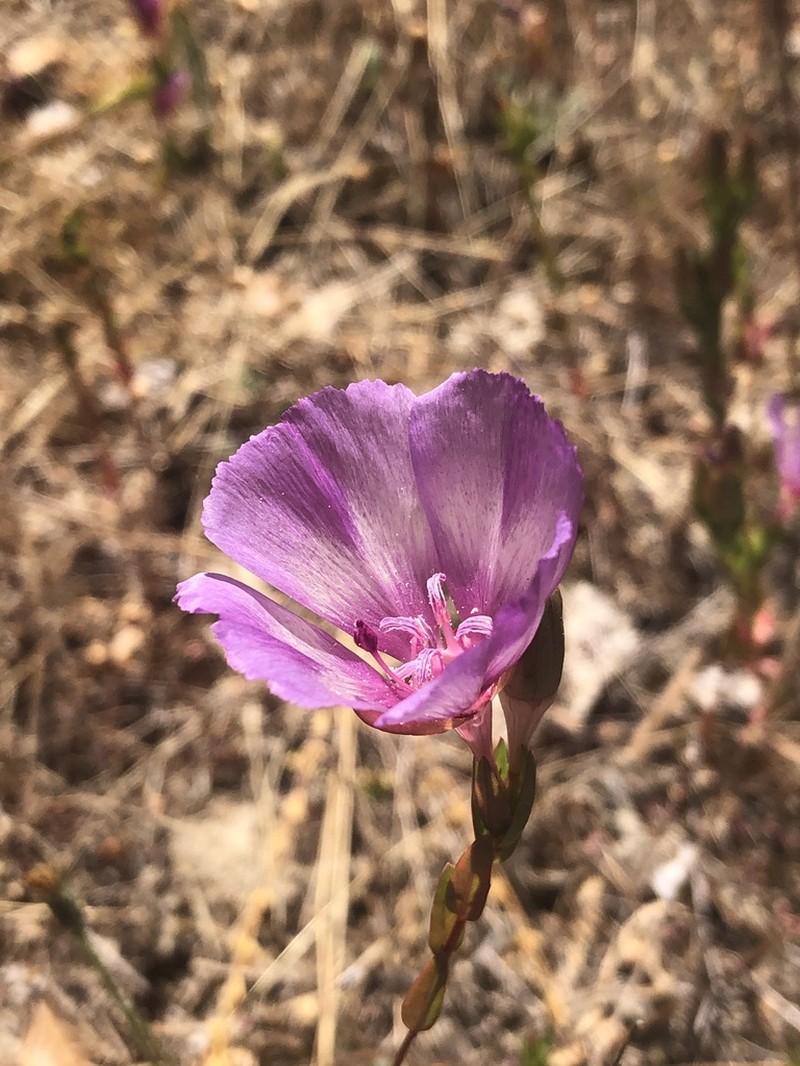 Vine Hill Clarkia photo 4