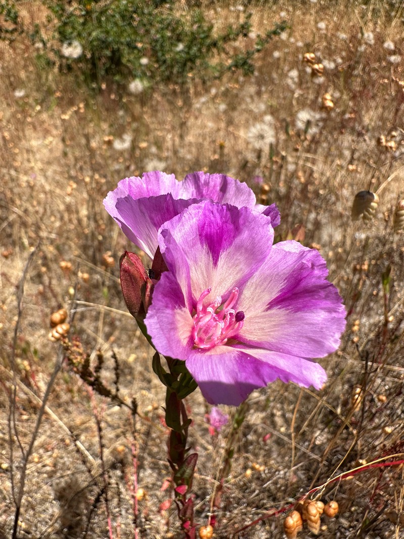 Vine Hill Clarkia photo 5