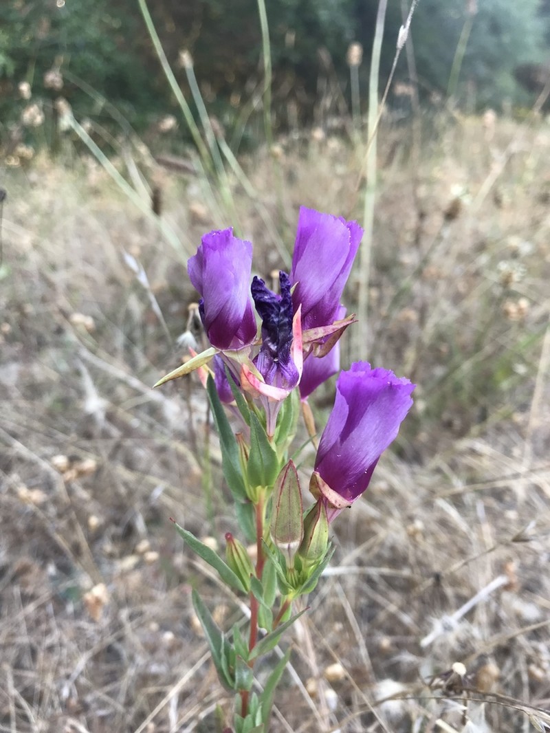 Vine Hill Clarkia photo 6