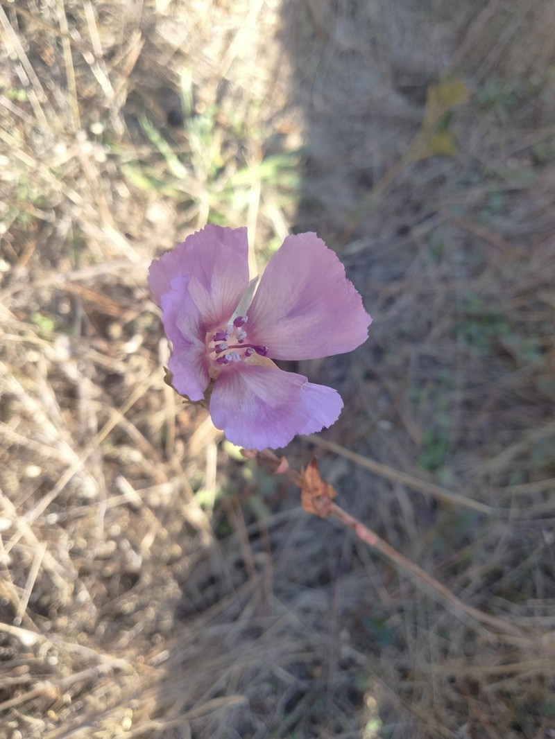 Vine Hill Clarkia photo 7
