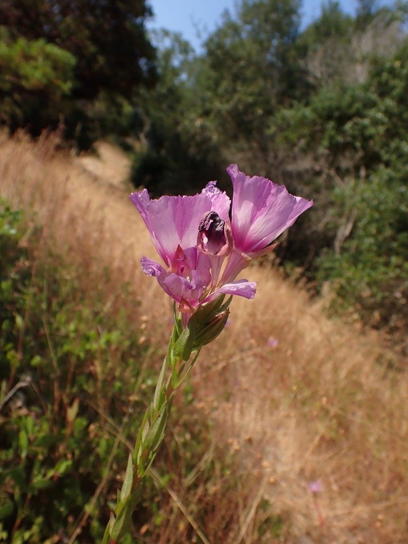 Vine Hill Clarkia photo 8