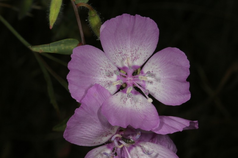 Jolon Clarkia photo 2