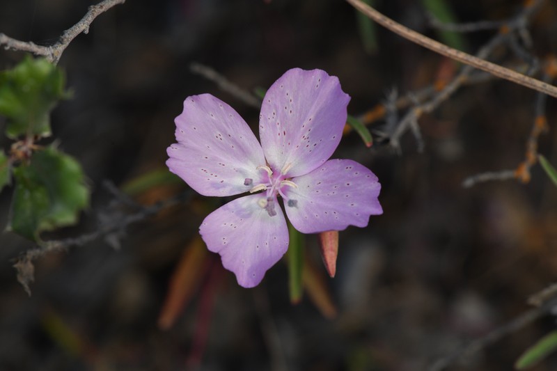 Jolon Clarkia photo 3