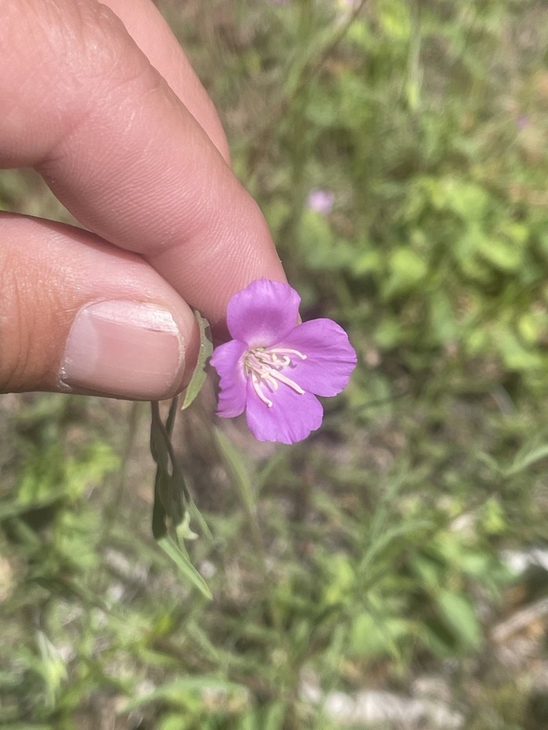 Mt. Lassen Clarkia