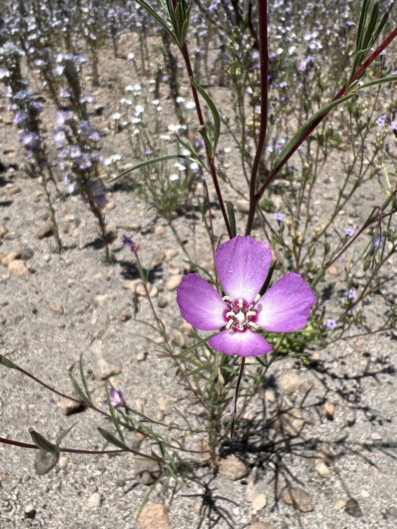 Mt. Lassen Clarkia photo 2