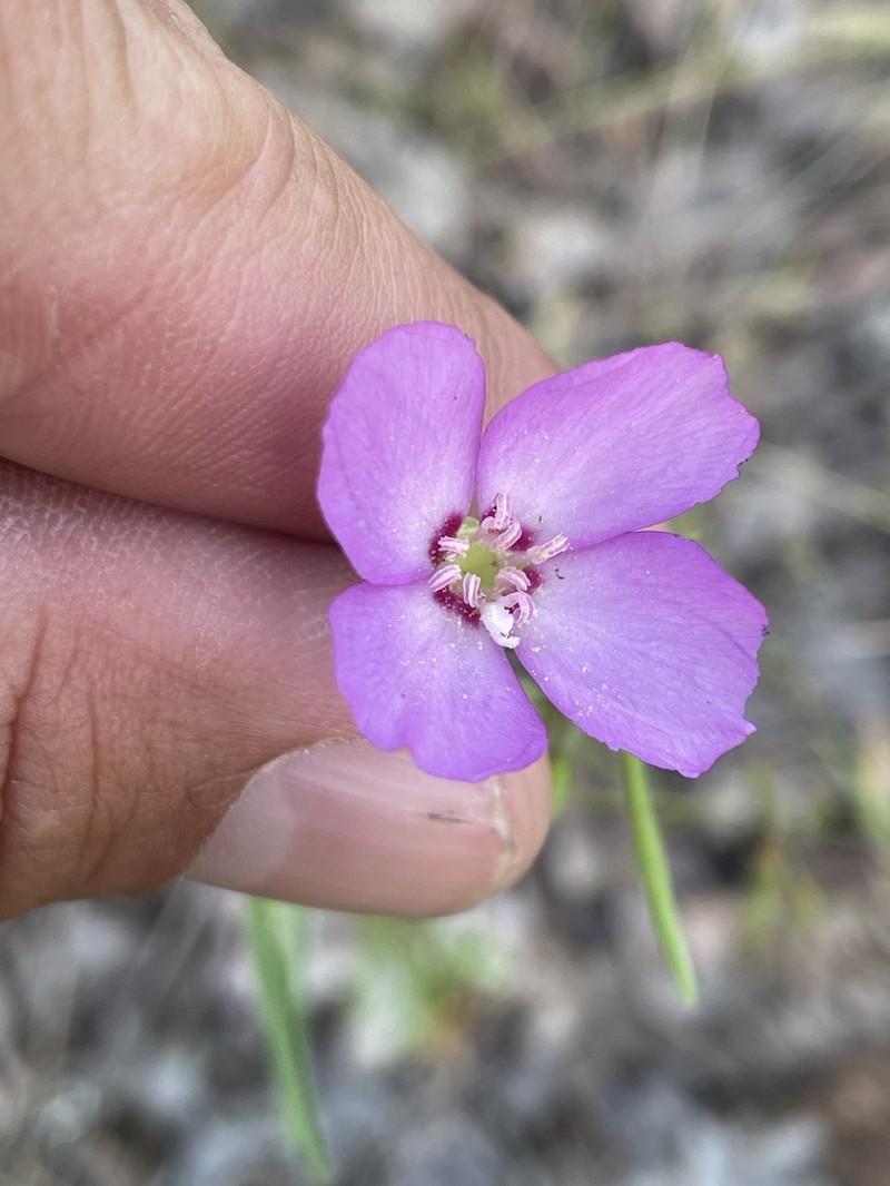 Mt. Lassen Clarkia photo 3
