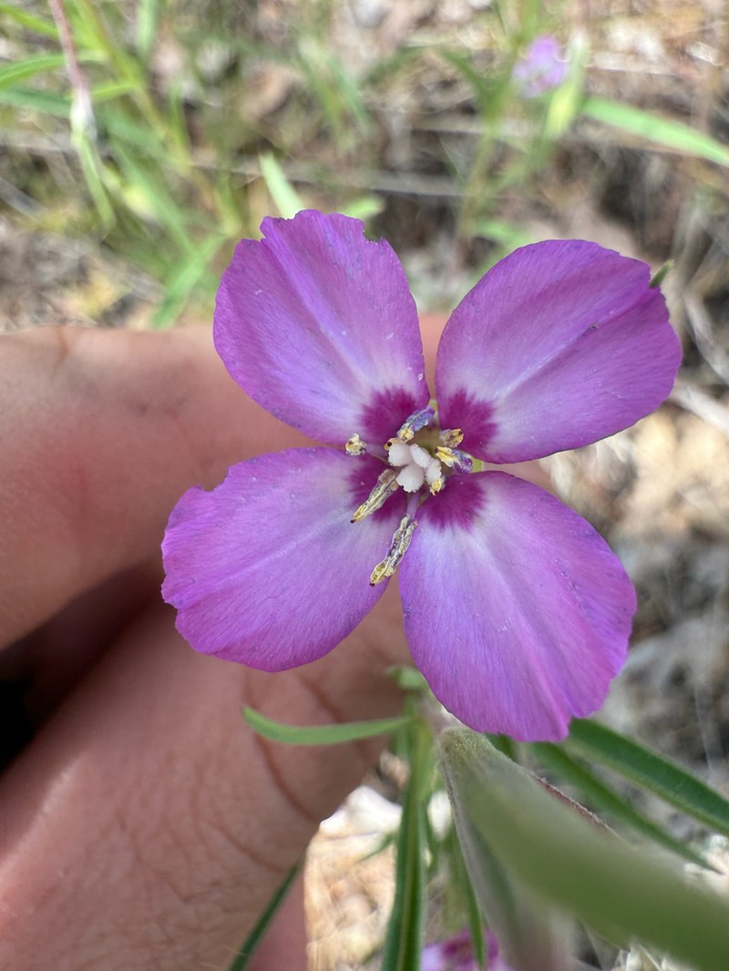 Mt. Lassen Clarkia photo 4