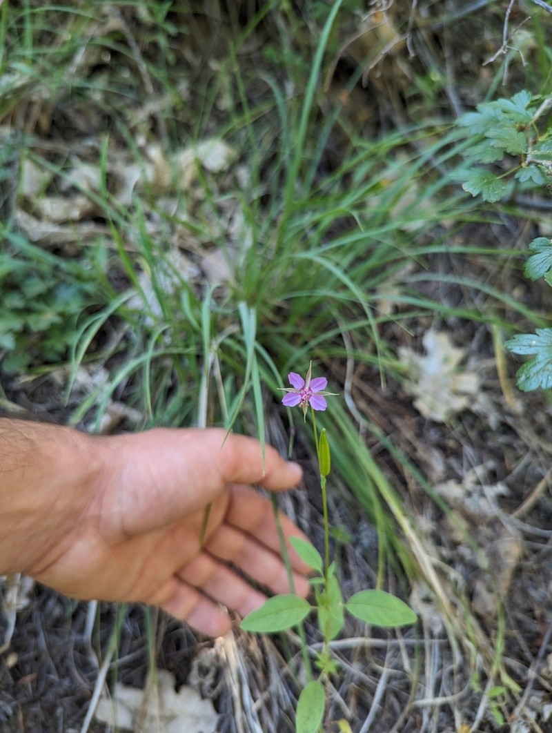 Mt. Lassen Clarkia photo 5