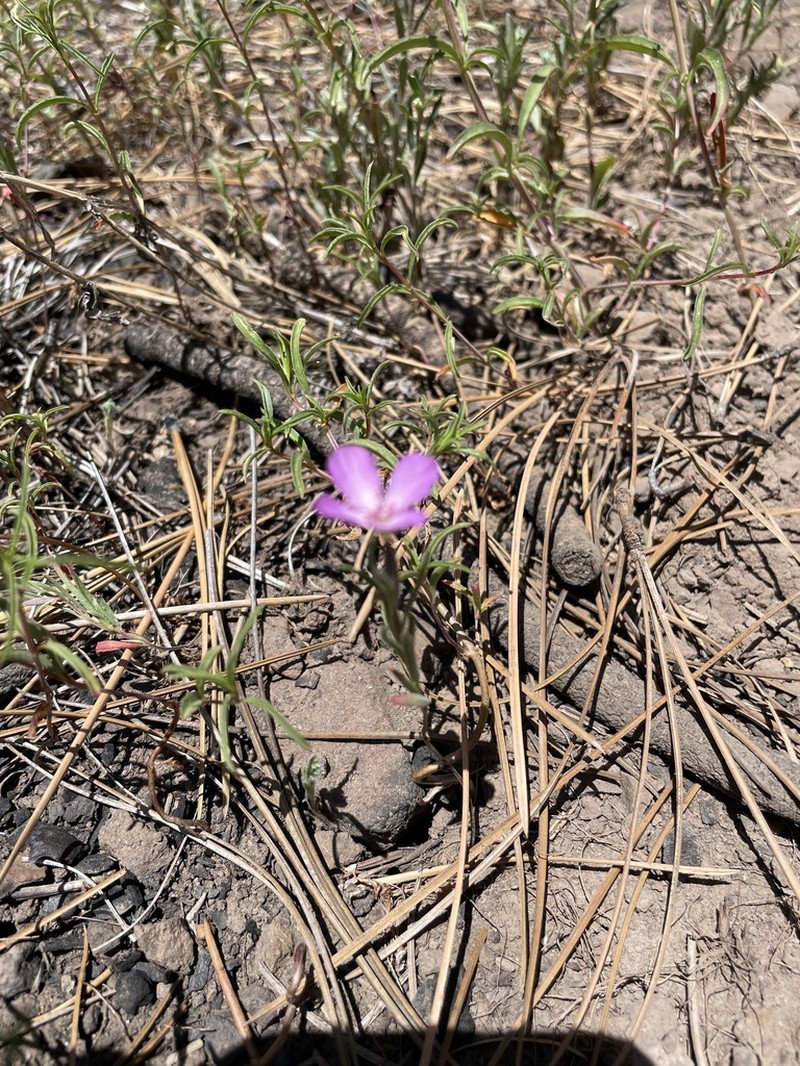 Mt. Lassen Clarkia photo 6