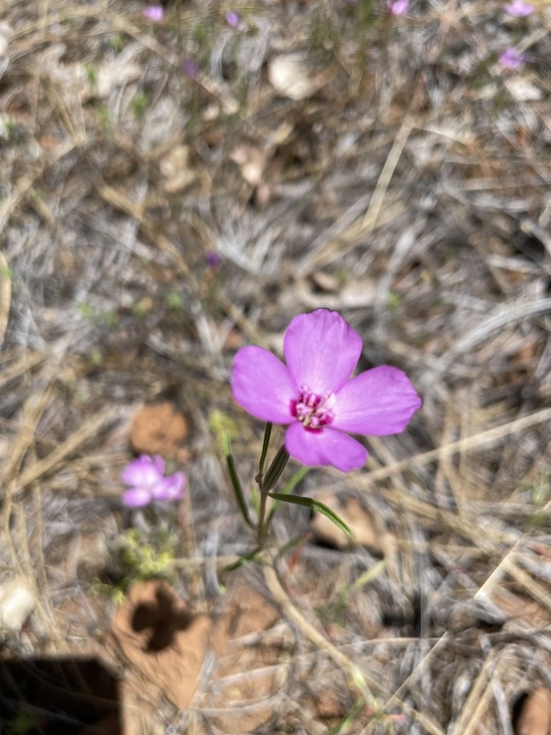 Mt. Lassen Clarkia photo 7