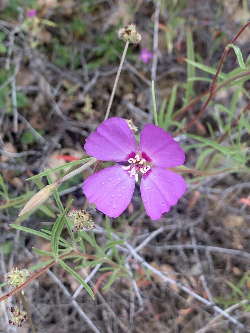 Mt. Lassen Clarkia photo 8