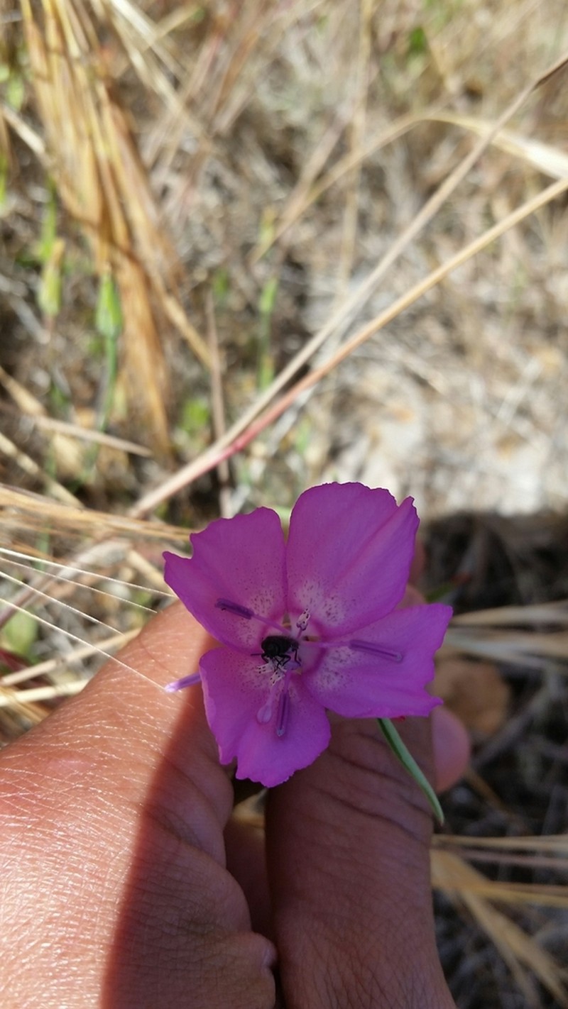 Lewis' Clarkia