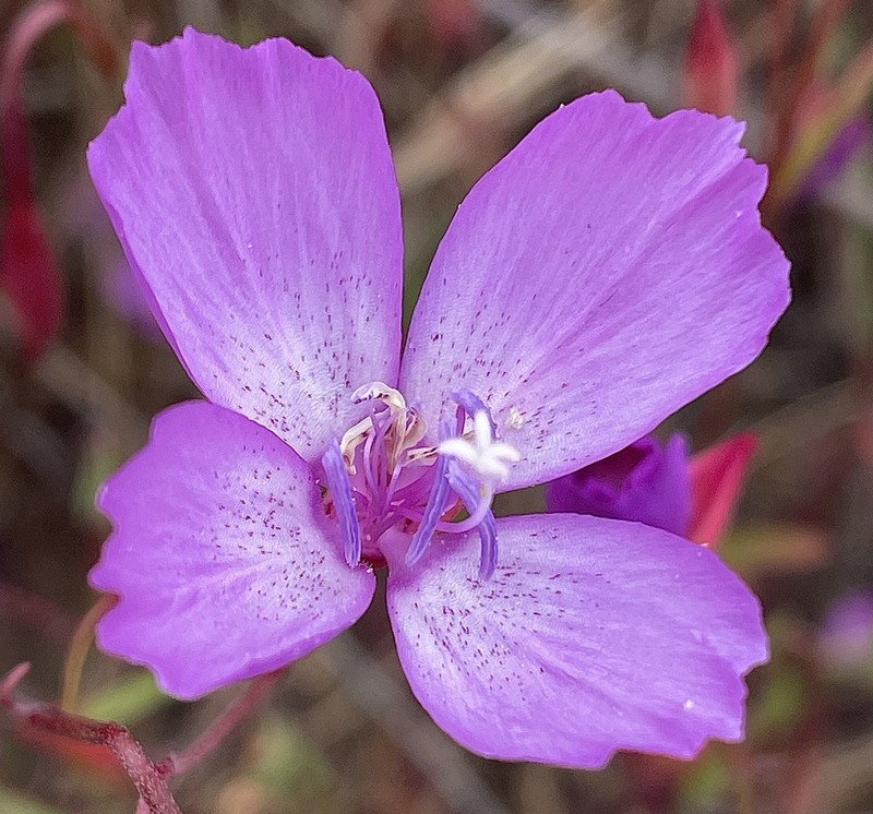 Lewis' Clarkia photo 2