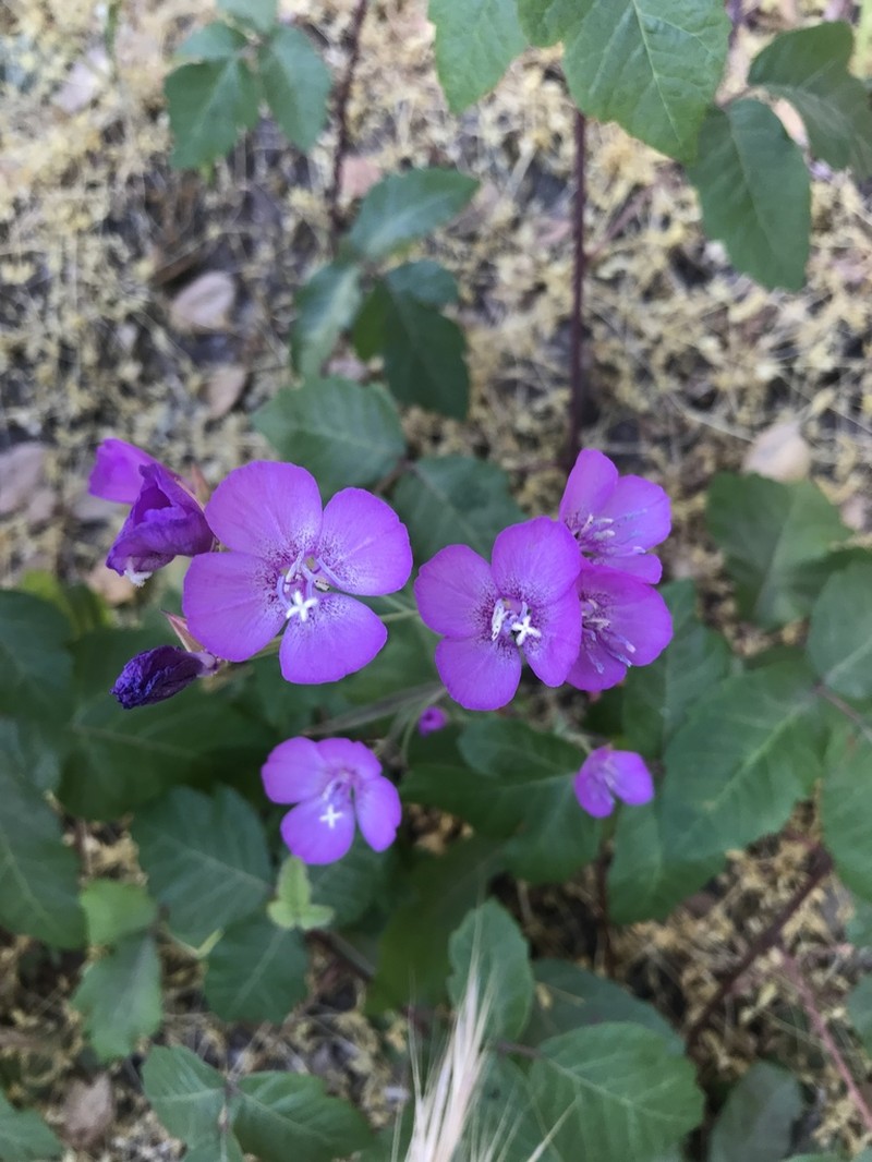 Lewis' Clarkia photo 3