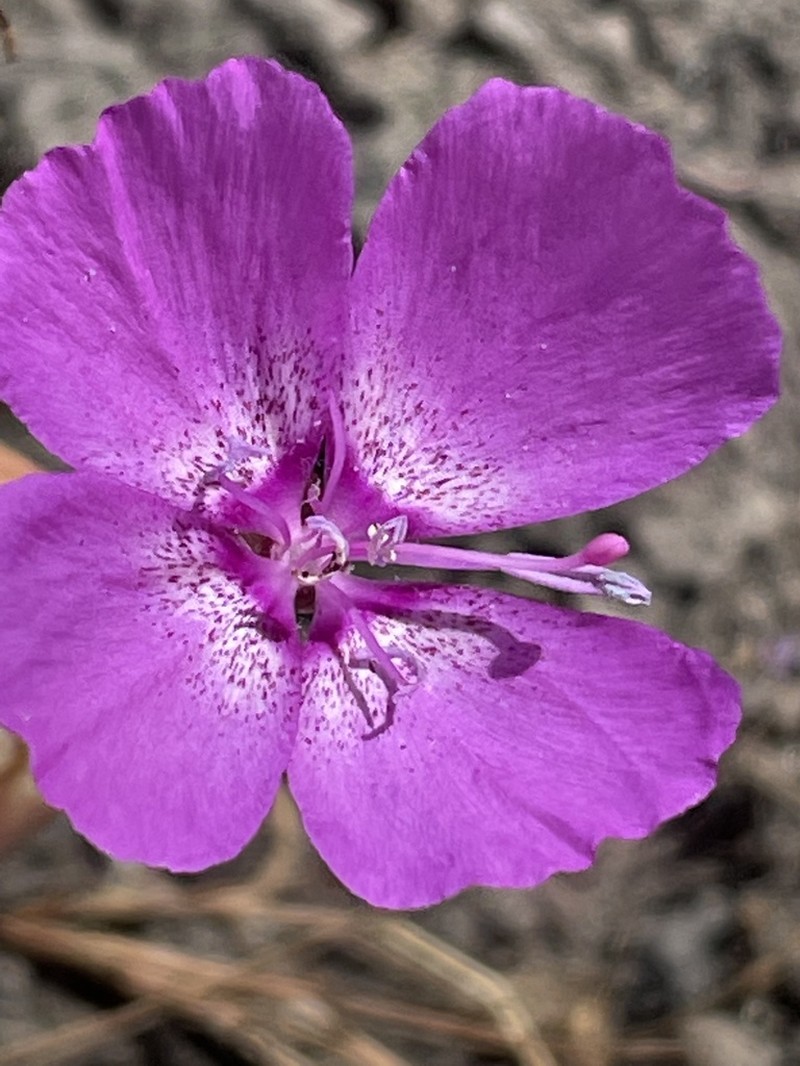 Lewis' Clarkia photo 4