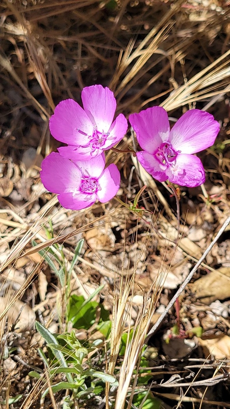 Lewis' Clarkia photo 5