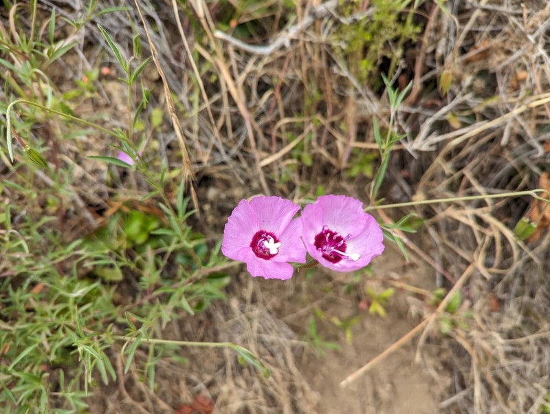 Lewis' Clarkia photo 6