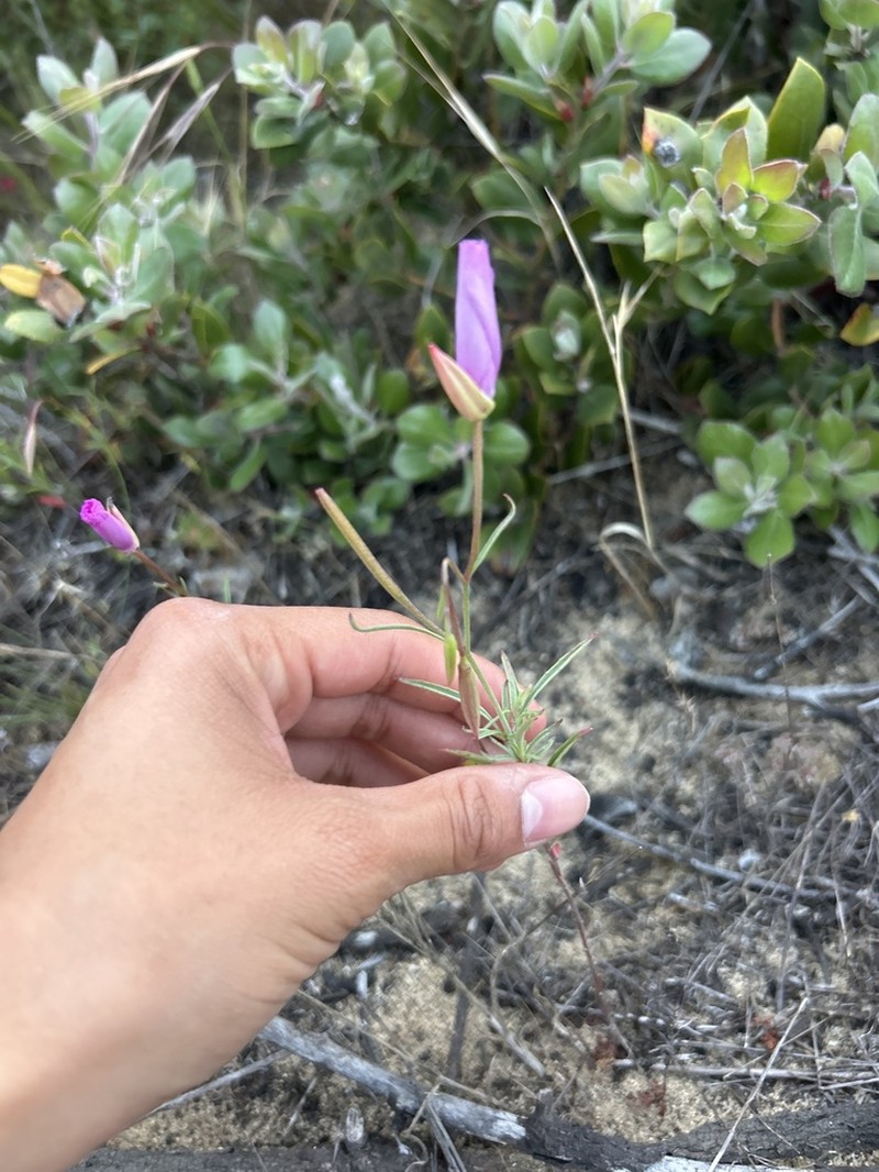Lewis' Clarkia photo 7