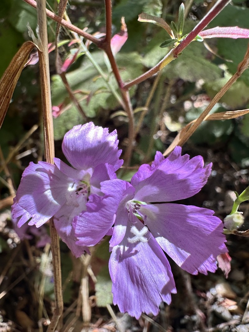 Lewis' Clarkia photo 8
