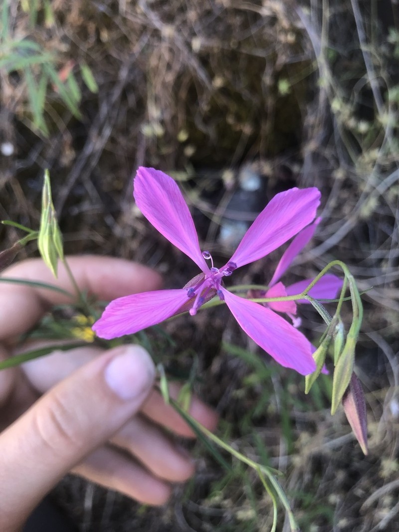 Merced Clarkia