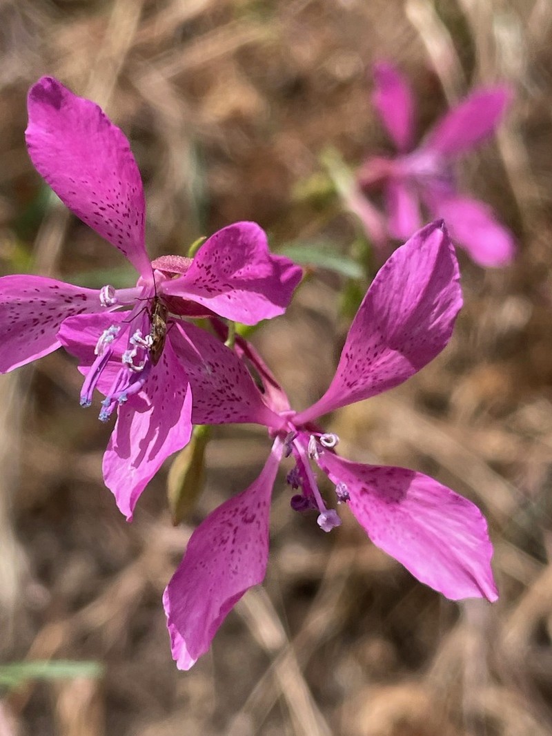 Merced Clarkia photo 2
