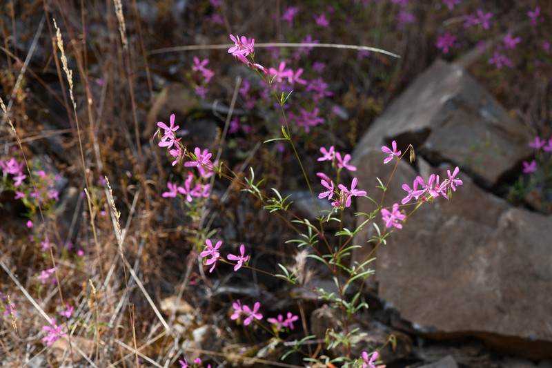 Merced Clarkia photo 3