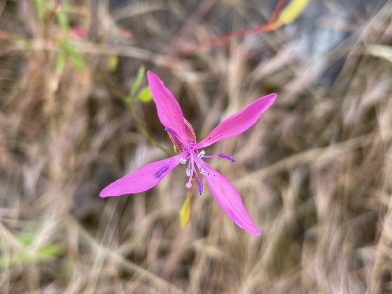 Merced Clarkia photo 4