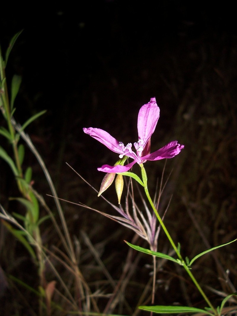 Merced Clarkia photo 5
