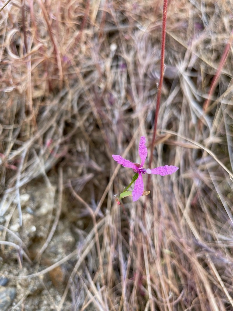 Merced Clarkia photo 6