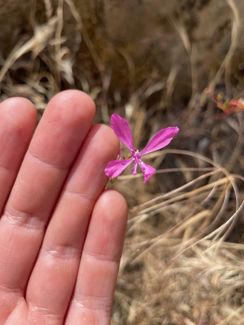 Merced Clarkia photo 7