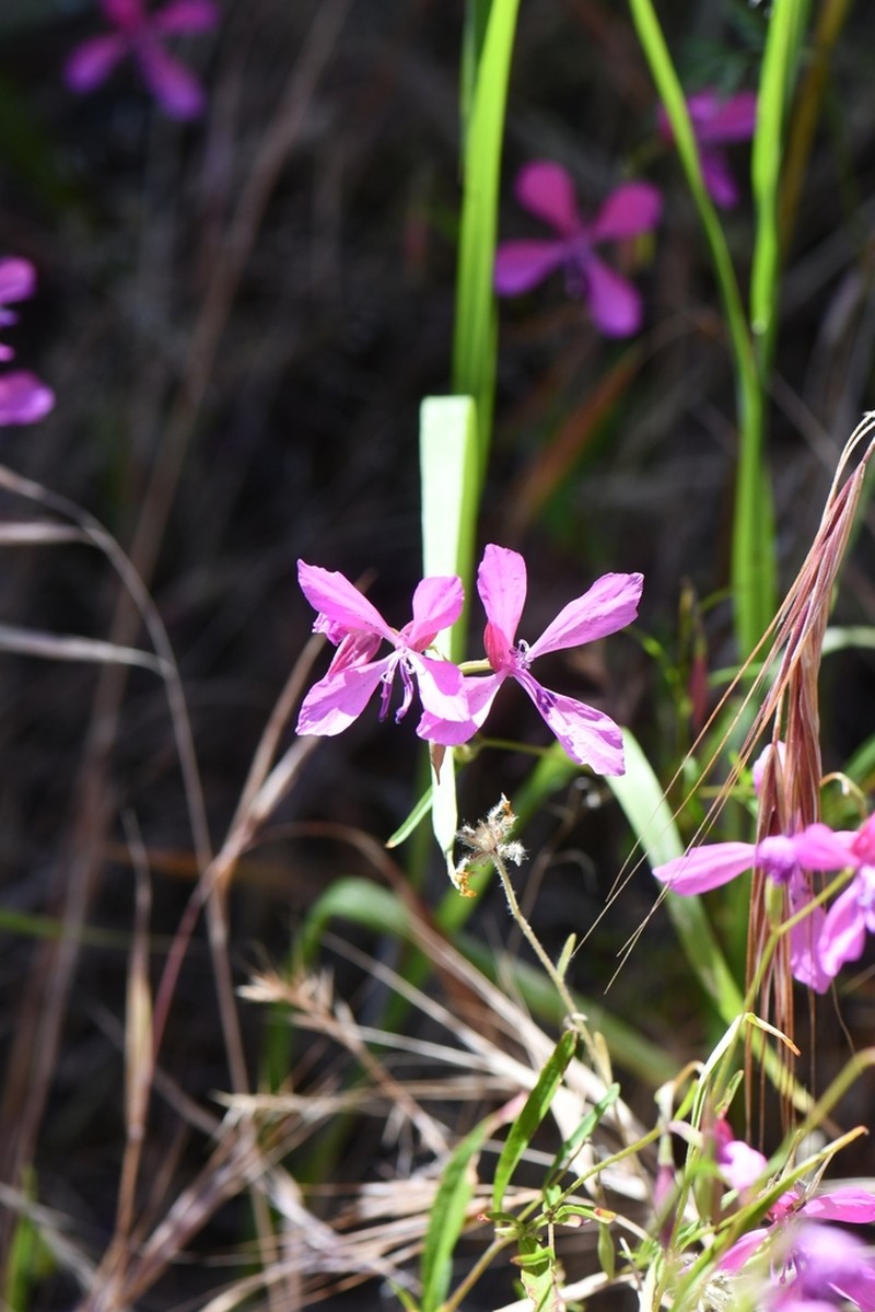 Merced Clarkia photo 8