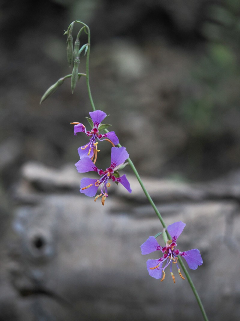 Mildred'S Clarkia