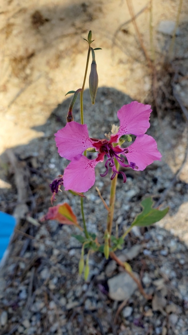 Mildred'S Clarkia photo 3