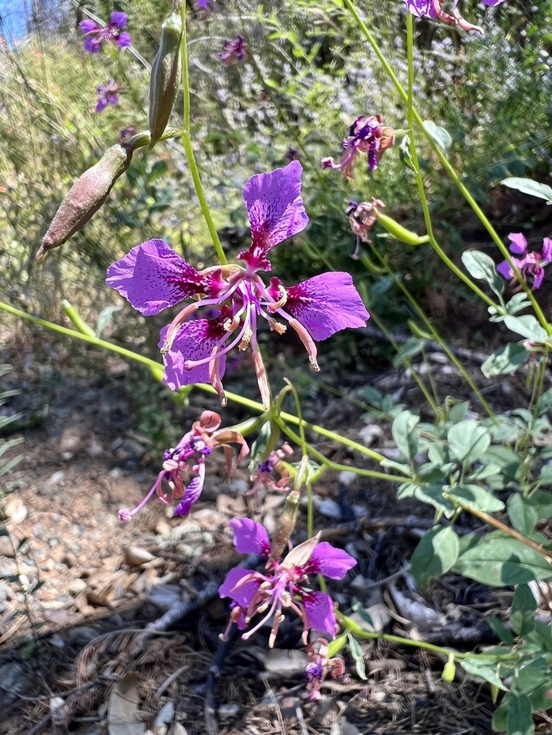 Mildred'S Clarkia photo 4