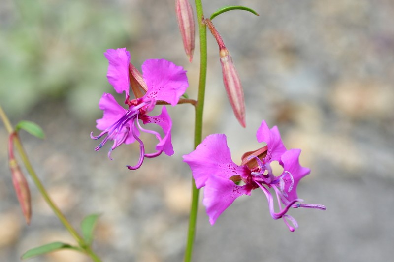 Mildred'S Clarkia photo 5