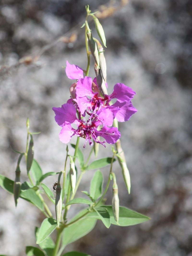 Mildred'S Clarkia photo 6