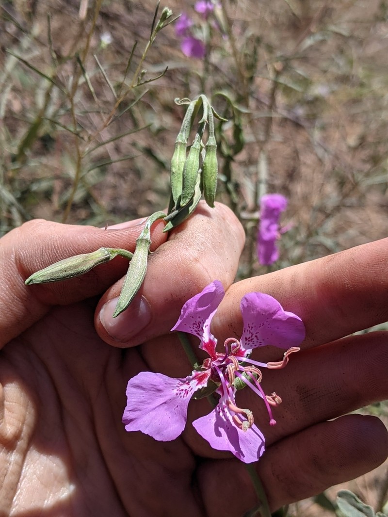 Mildred'S Clarkia photo 7