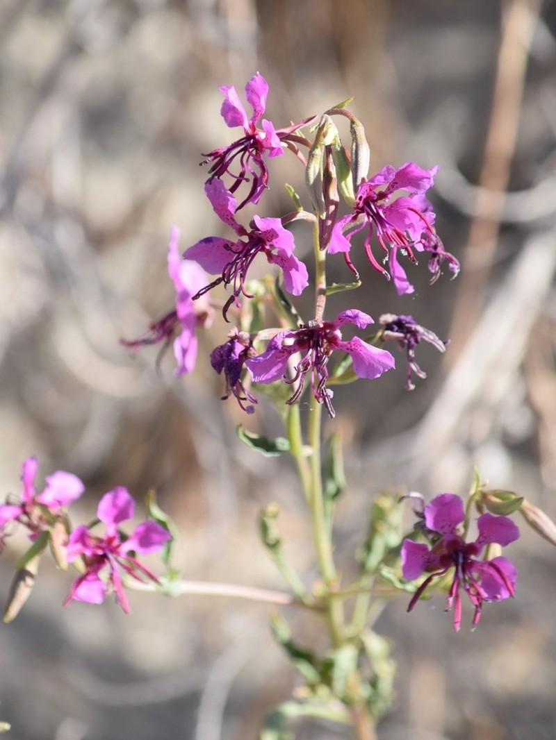 Mildred'S Clarkia photo 8