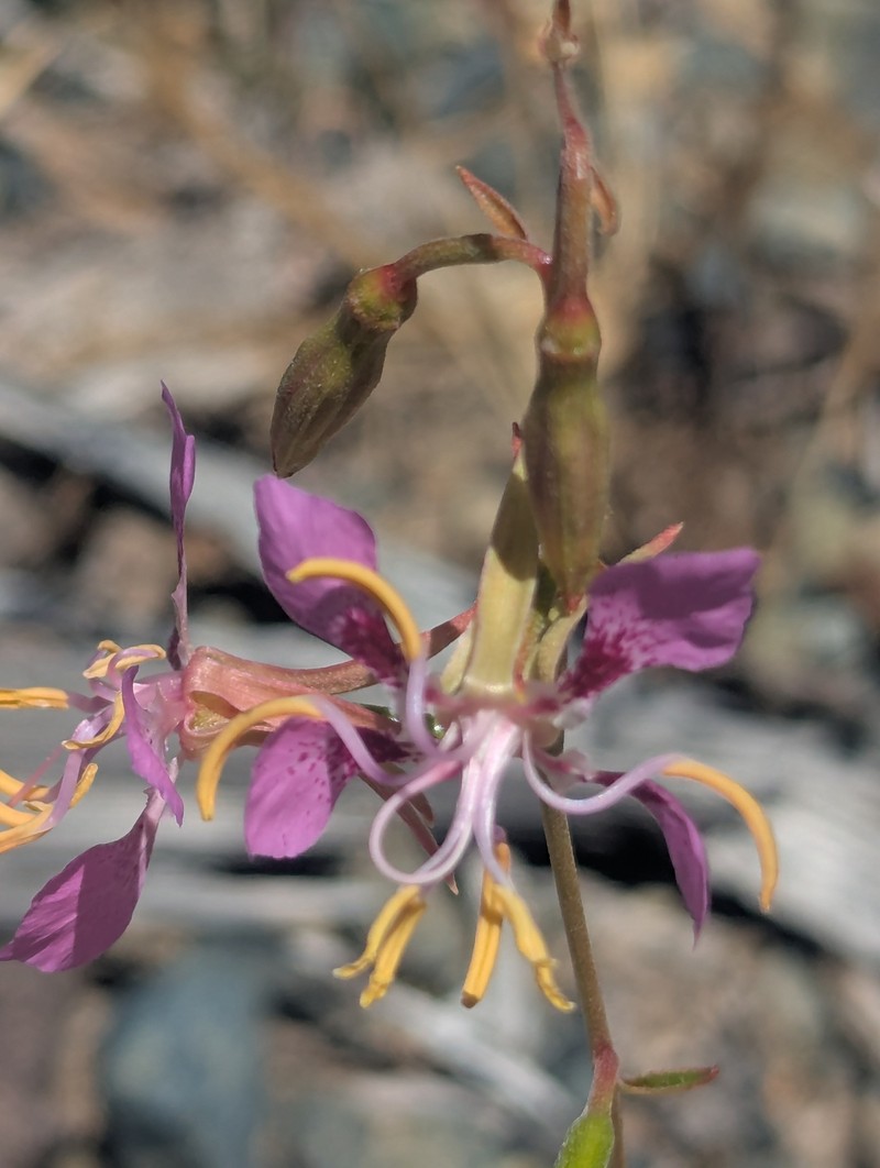 Clarkia mildrediae subsp. lutescens